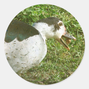 Adesivo Especiarias comem uma bolota