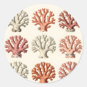 Adesivo Espécimes de Coral Vintage Botânico Marinho