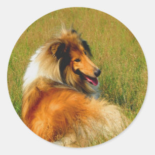 Adesivo esperando o collie áspero
