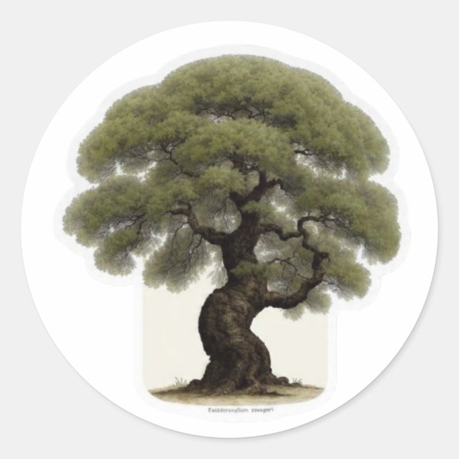 Adesivo Espírito da Árvore Antiga de Ferro Sticker - Wayan (Frente)