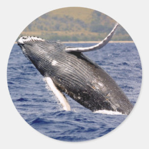 Adesivo Espirro da baleia de Humpback