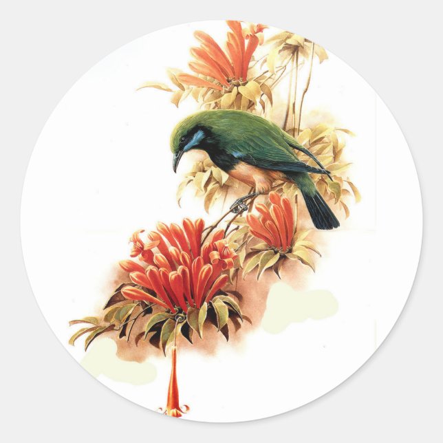 Adesivo Esplendor tropical (Frente)