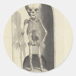 Adesivo Esqueleto da criança