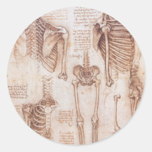 Adesivo Esqueleto de Ossos da Anatomia Humana de Leonardo 