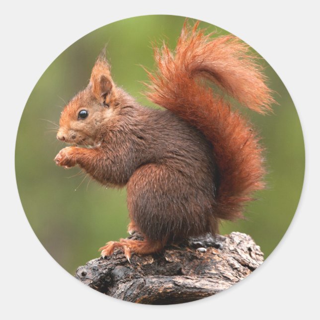 Adesivo Esquilo (Frente)