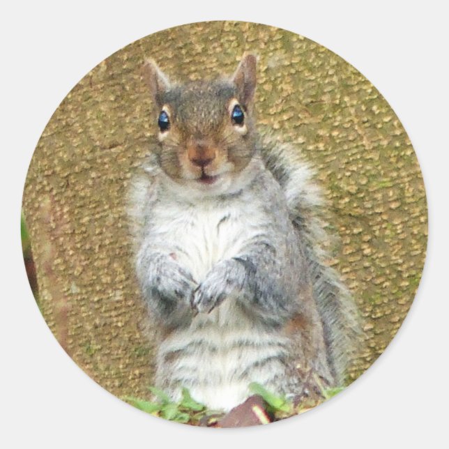 Adesivo Esquilo (Frente)