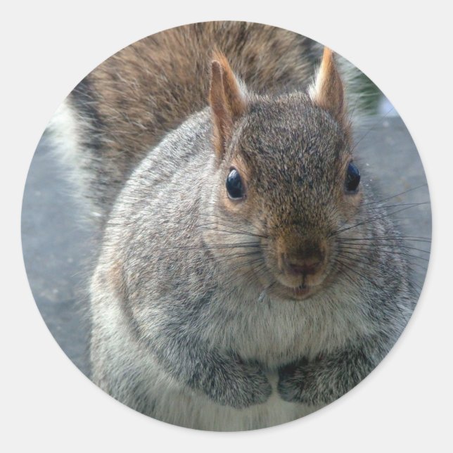 Adesivo Esquilo (Frente)