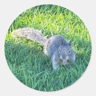Adesivo Esquilo-Cinzento (Sciurus carolinensis)