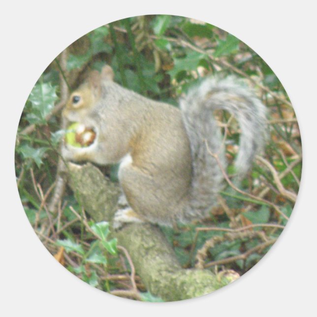 Adesivo Esquilo com Acorn Sticker (Frente)