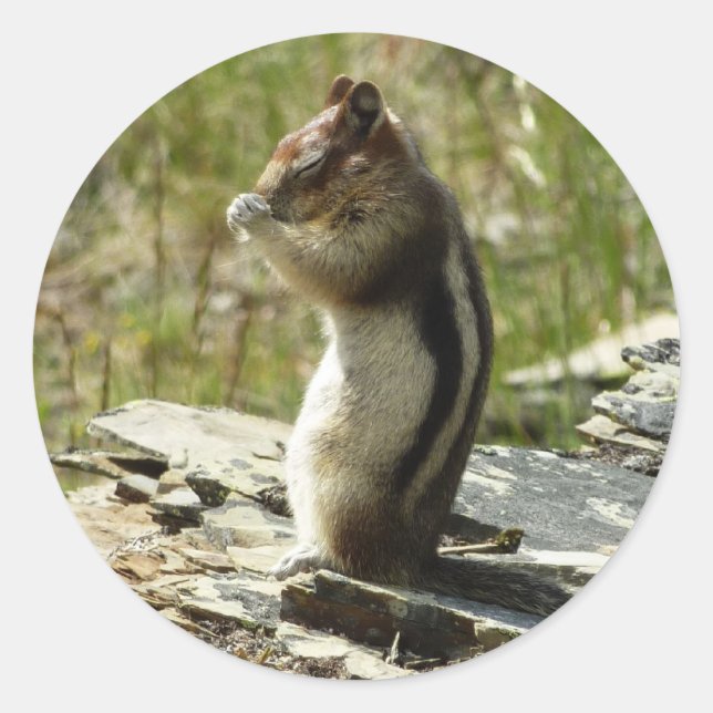 Adesivo Esquilo de terra em ouro no Glaciar I (Frente)