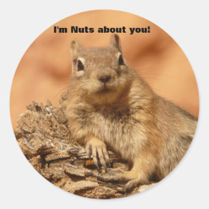 Adesivo Esquilo engraçado do dia de são valentim