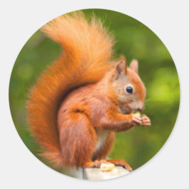 Adesivo Esquilo Vermelho