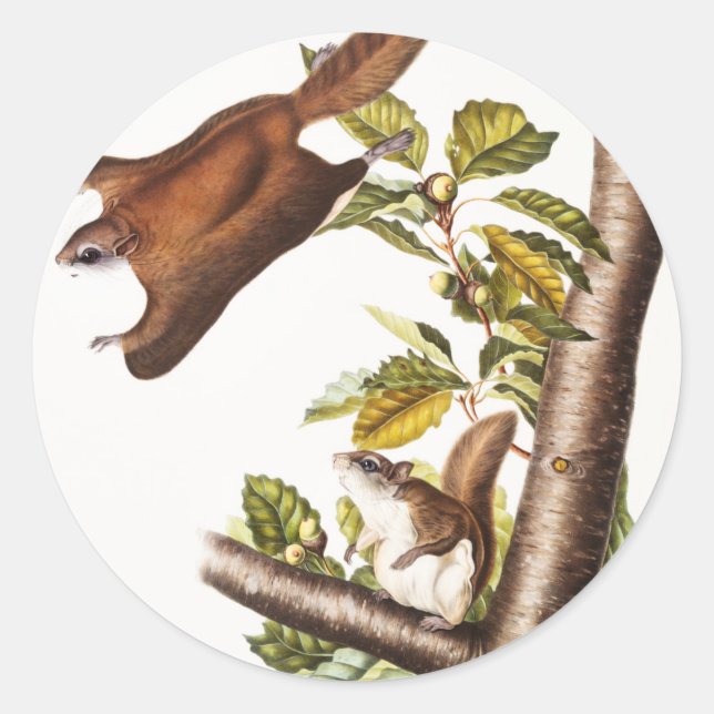 Adesivo Esquilo Voador de Oregon (Pteromys Origonensis) (Frente)