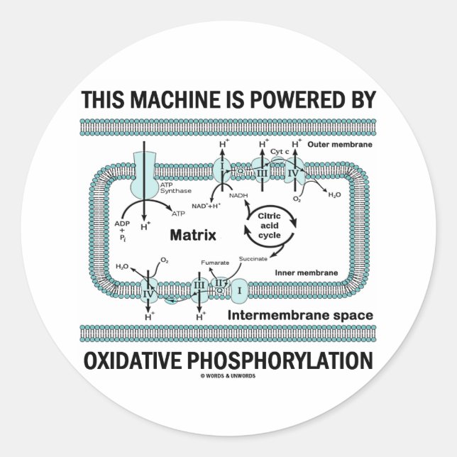 Adesivo Esta Máquina Acionada Por Fosforilação Oxidativa (Frente)