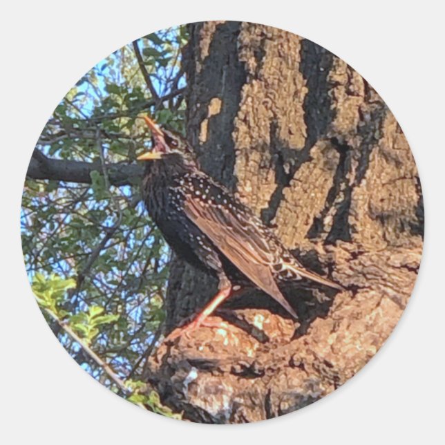 Adesivo Estrelas de aves (Frente)