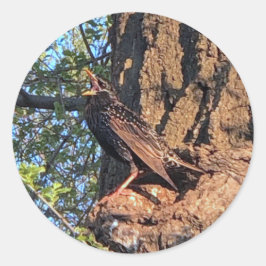 Adesivo Estrelas de aves