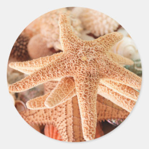 Adesivo Estrelas-do-mar secas vendidas como lembranças 2