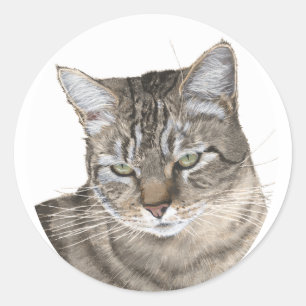 Adesivo Estudo da Cabeça de Gato Tabby de Pelo Curto