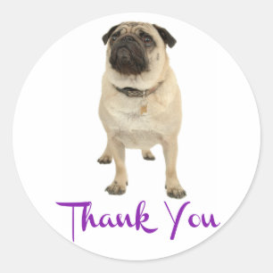 Adesivo / Etiqueta de Agradecimento Pug Cachorrinh