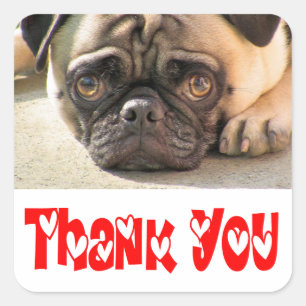 Adesivo / Etiqueta de Agradecimento Pug Cachorrinh