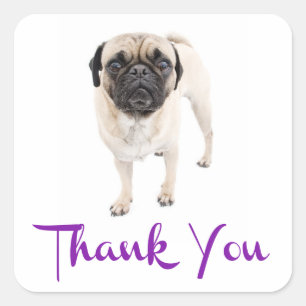 Adesivo / Etiqueta de Agradecimento Pug Cachorrinh