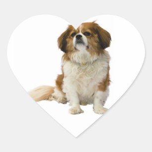 Adesivo / Etiqueta de Cachorrinho Cavalier King Ch