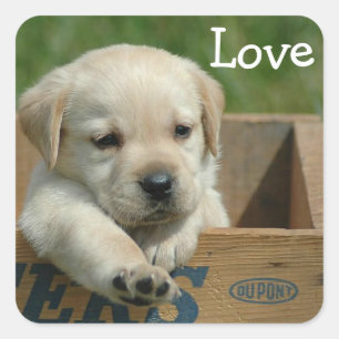 Adesivo / Etiqueta de Cachorrinho Labrador Retriev