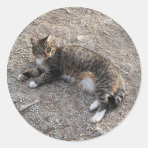 Adesivo Etiqueta: Descanso do gato de gato malhado