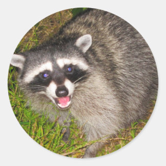 Adesivo Eu Adoro Raccoons!