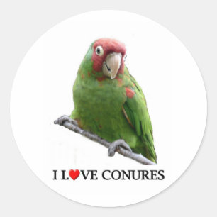 Adesivo Eu amo conures demasiado