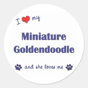 Adesivo Eu Amo Minha Miniatura Goldendoodle (Cachorro Femi