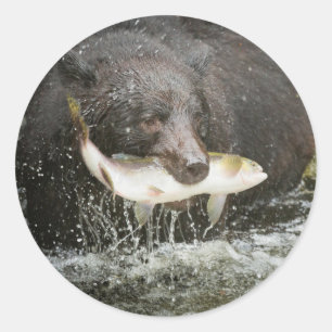 Adesivo EUA, Alasca, Anan Creek. Close-Up de Urso Preto