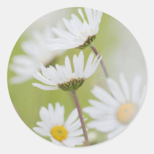 Adesivo EUA, Alaska, Glacier Bay National Park