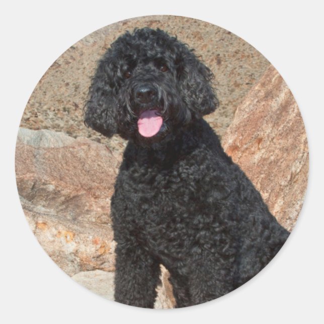 Adesivo EUA, Califórnia. Cuidados com Labradoodle (Frente)