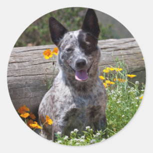 Adesivo EUA, Califórnia. Curandeiro de Queensland que