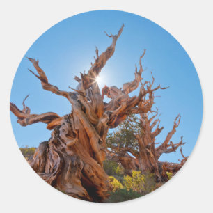 Adesivo EUA, Califórnia, Floresta Nacional Inyo 10