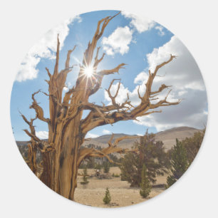 Adesivo EUA, Califórnia, Inyo National Forest 6