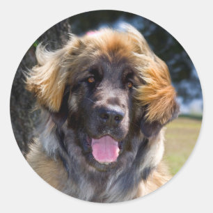 Adesivo EUA, Califórnia. Retrato de Leonberger sentado