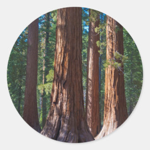 Adesivo EUA, Califórnia. Troncos de Árvores Redwood, Marip