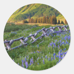 Adesivo EUA, Colorado. Lupinos e cerca de trilhos dividido