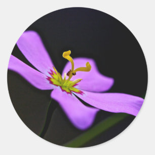 Adesivo EUA, Florida, Big Cypress National Preserve