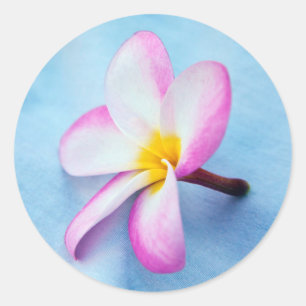 Adesivo EUA, Havaí, Oahu, flores de Plumeria na floração 2