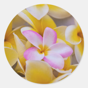 Adesivo EUA, Havaí, Oahu, Plumeria floresce 1