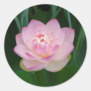 Adesivo EUA, Kansas, Lírio de água rosa