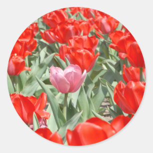 Adesivo EUA, Kansas, Tulipas Vermelhas Com Uma Tulipa Rosa