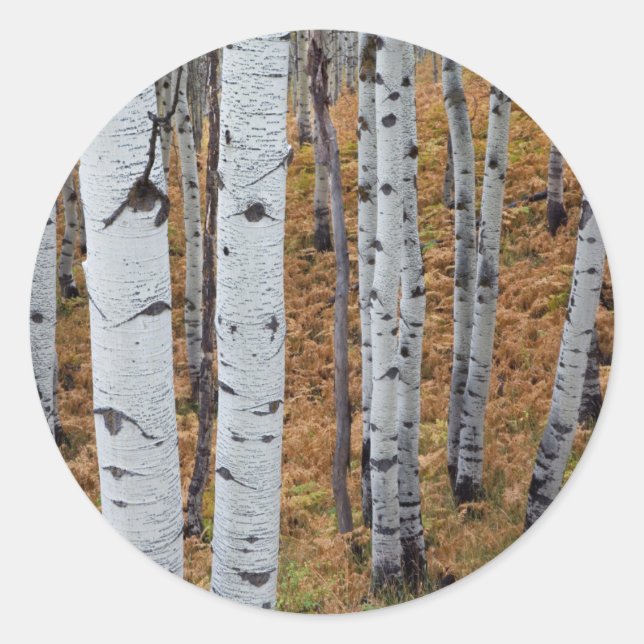 Adesivo EUA, Utah, Floresta Nacional Uinta-Wasatch-Cache 2 (Frente)