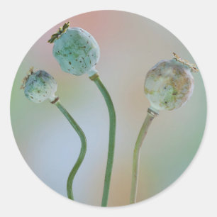 Adesivo EUA, Washington. Fechamento De Sementes Coloridas 