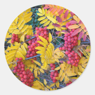 Adesivo EUA, Washington, Western Mountain Ash, Okanogan