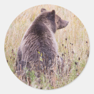 Adesivo EUA, Wyoming, Parque Nacional de Yellowstone, Urso
