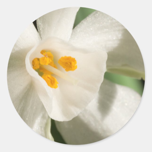 Adesivo Evento E Casamento De Primavera De Flor Branco (Frente)